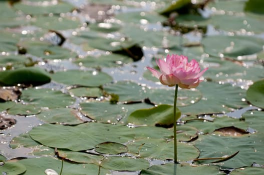 Pink lotus flowerat full bloom in a pond