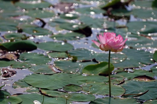Lotus flower in  full bloom at a local pond