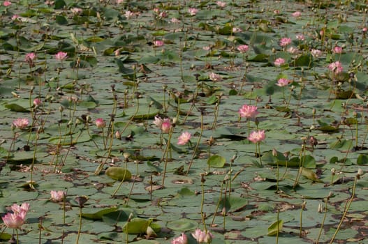 Pink lotus flowerat full bloom in a pond