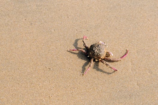 An injured crab at a local beach