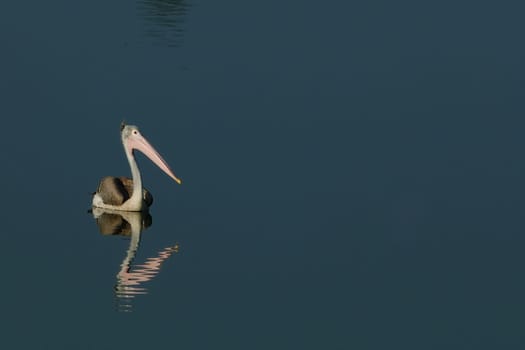 A spot billed pelican fishing at a local pond early morning