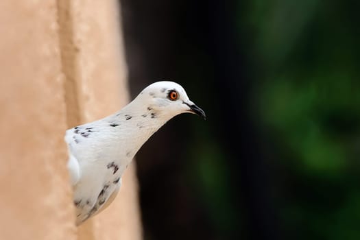 A white pigeon peeking out of a building