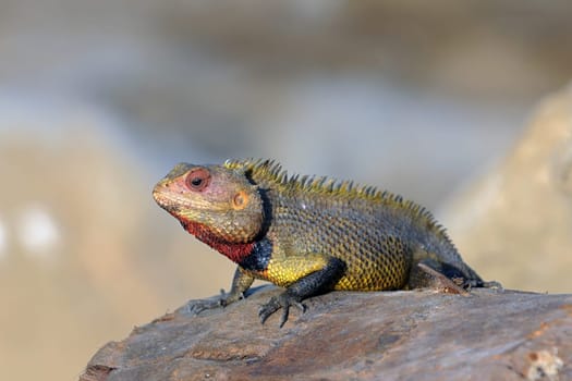 A male garden lizard with red throat ready for mating
