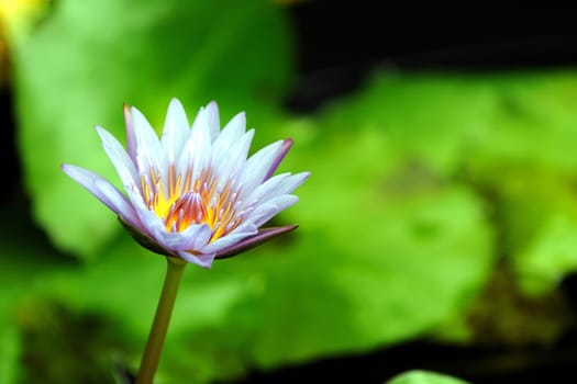 Pink water lily at full bloom in a local pond