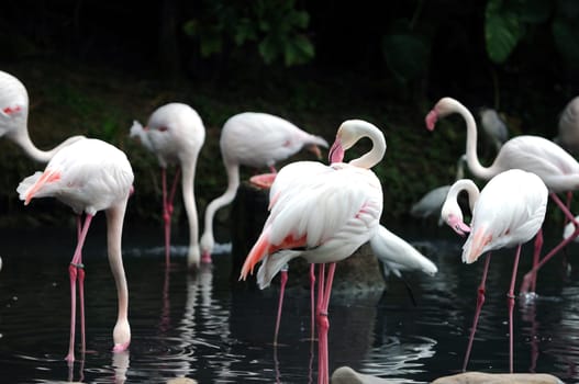 A group of pink flamiongos at the local zoo