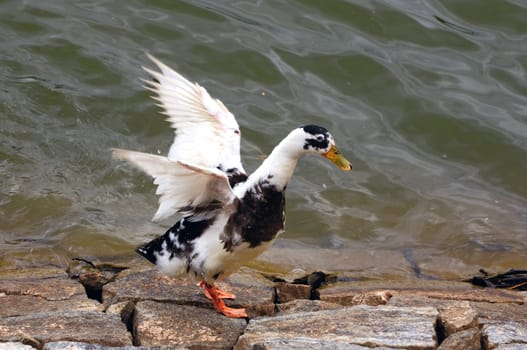A duck ready to fly at a local pond