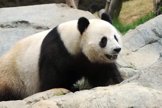 Cute Panda at a local zoo in Hong Kong