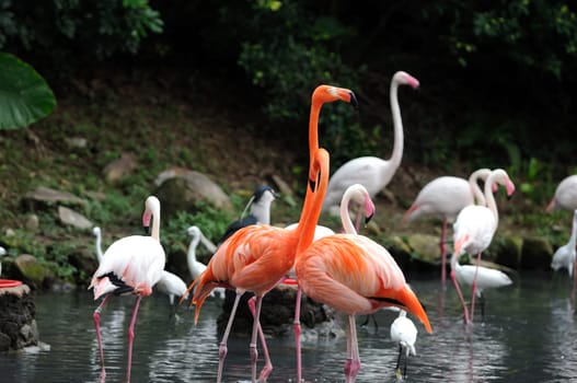 A group of pink flamiongos at the local zoo