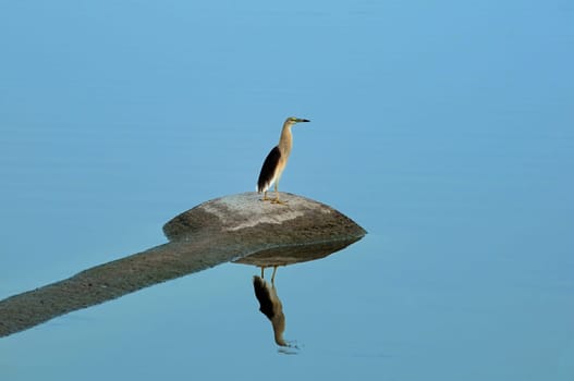 A juvenile Indian pond heron waiting at a local pond
