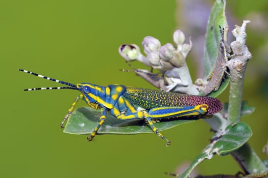 a painted grass hopper perching on a leaf