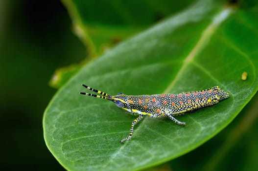 a painted grass hopper perching on a leaf