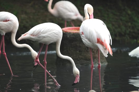A group of pink flamiongos at the local zoo