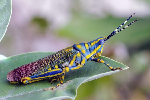 a painted grass hopper perching on a branch