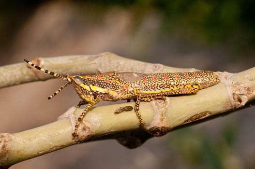 A beautiful painted grasshopper perching on a leaf