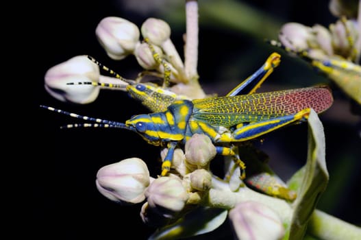 a painted grass hopper perching on a leaf