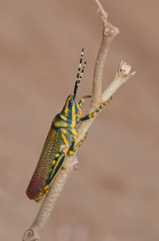 A beautiful painted grasshopper perching on a leaf