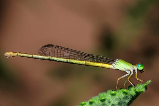 A green damsel fly perching on a fresh green leaf