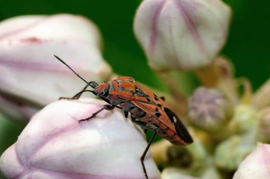 A big shield bug perching on a flower