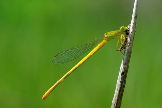 A damselfly feeding on a grashopper ear y morning