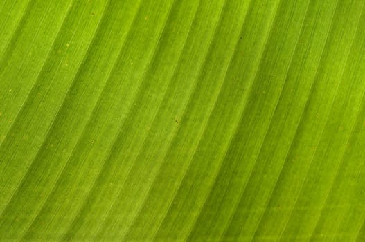 Intricate patterns in a backlit banana leaf