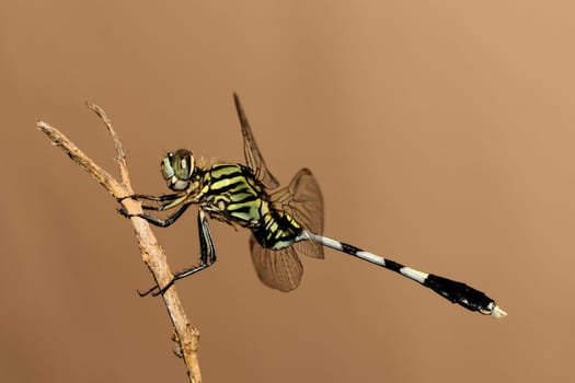 A beautiful green hawk dragonfly perching on a branch