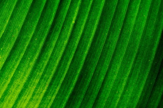 Intricate texture revealed in a fresh green leaf