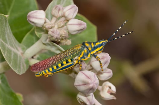 A beautiful painted grasshopper perching on a leaf