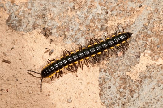 A black caterpillar on a rouch concrete wall