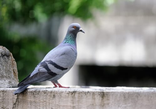 A cautious pigeon sitting on a concrete wall