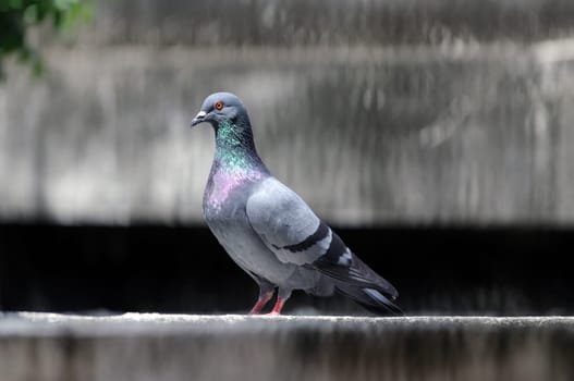 A cautious pigeon sitting on a concrete wall