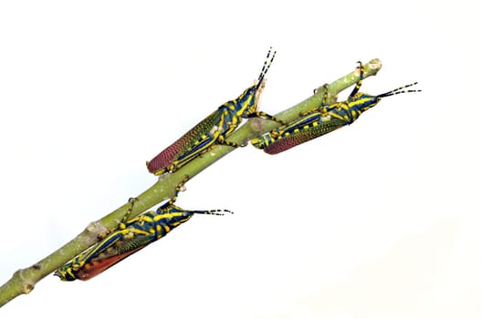 A grouip of painted grasshoppers on a branch