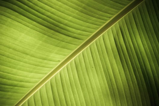 Intricate texture revealed in a fresh green leaf