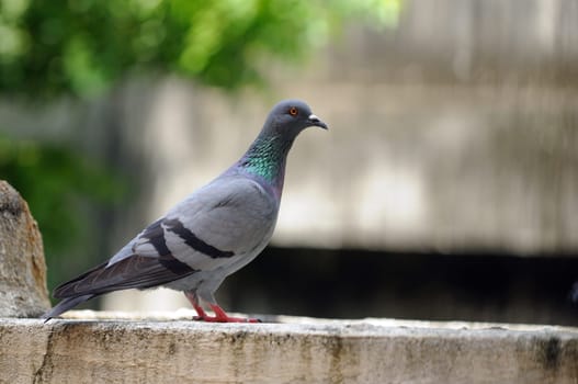 A cautious pigeon sitting on a concrete wall