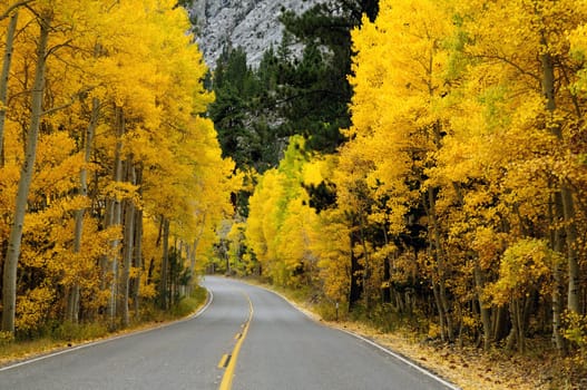 Autumn foliage at full bloom in mono lake region california