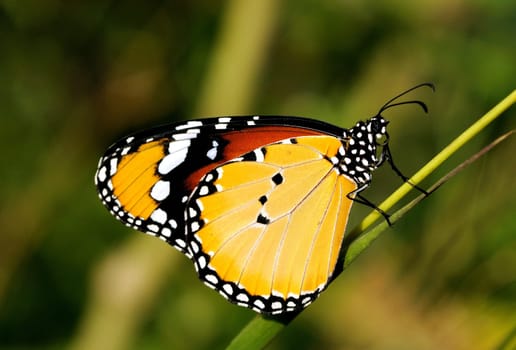 A Plain tiger butterfly perching on a plant