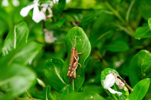 a cute grasshopper perching on a green leaf