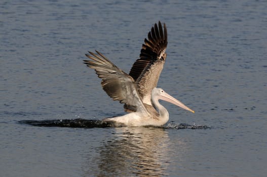 Spot Billed Pelican in his natural habitat