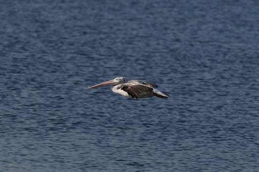 Spot Billed Pelican in his natural habitat