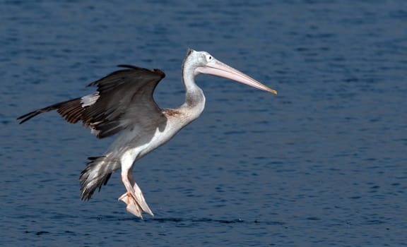 Spot billed pelicans looking active early morning