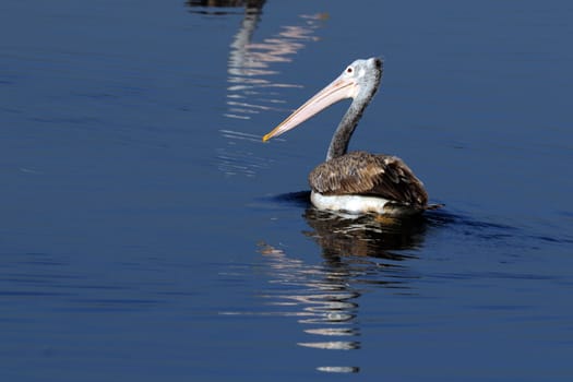 Spot Billed Pelican in his natural habitat