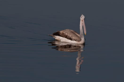 Spot billed pelicans looking active early morning