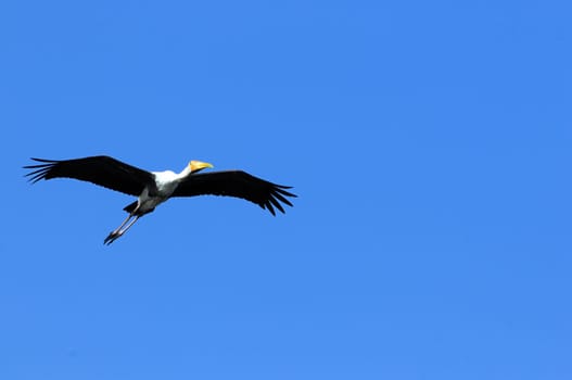Painted Stork in his natural habitat