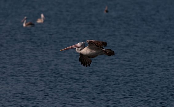 Spot billed pelicans looking active early morning