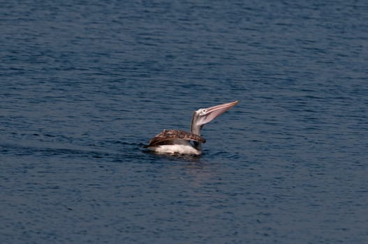 Spot billed pelicans looking active early morning