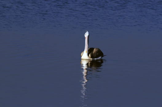 A beautiful Gray pelican in action at a local pond