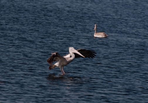 Spot billed pelicans looking active early morning