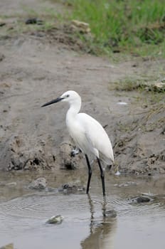 Migratory birds at pallikaranai marshland, India