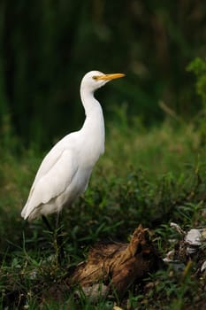Migratory birds at pallikaranai marshland, India