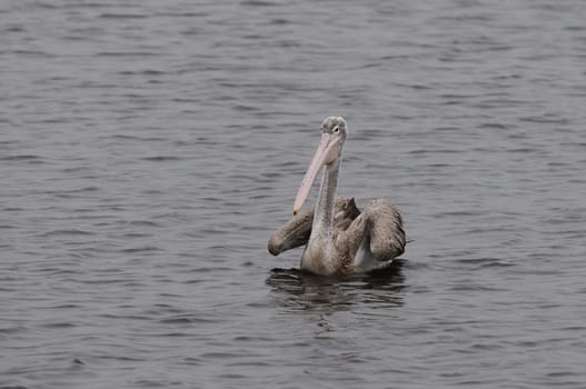 Spot Billed Pelican in his natural habitat