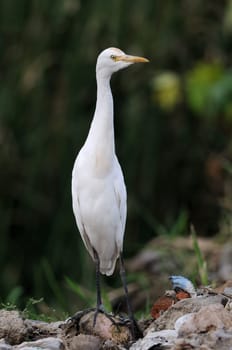 Migratory birds at pallikaranai marshland, India